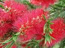 Crimson Bottlebrush
